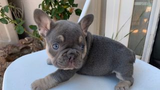 dog breeder richmond VersaillesFrenchbulldogs