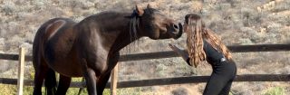 A Mangalarga Marchador! Known for their carriage, beauty, intelligence and good disposition, Marchador horses are considered easily trained for almost any discipline. Marchador horses are also known for having a smooth stable walk, canter and gallop as well as two natural ambling gaits.