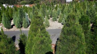 christmas tree farm riverside Chamberlain Choose and Cut Christmas Tree Farm