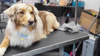 pet groomer roseville De La Pet Salon & Skin Care