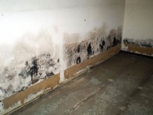 Mold Sampling/Inspections