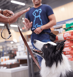 cat trainer roseville Petco Dog Training