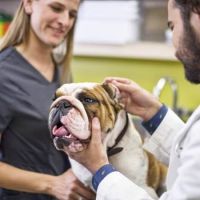 cat trainer roseville Petco Dog Training