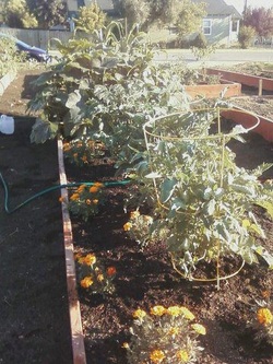 community garden roseville Lincoln Community Gardens