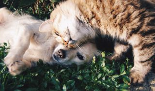 pet cemetery salinas Monterey County Animal Services