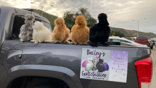 chicken hatchery salinas Bailey's Exotic Silkies