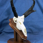 taxidermist san jose Mounts Unlimited Taxidermy