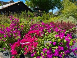 bonsai plant supplier san jose Central Wholesale Nursery