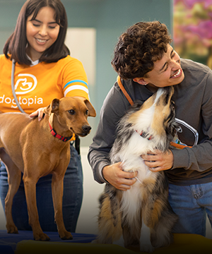 dog day care center san jose Dogtopia of San Jose