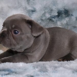 dog breeder santa ana San Diego French Bulldogs