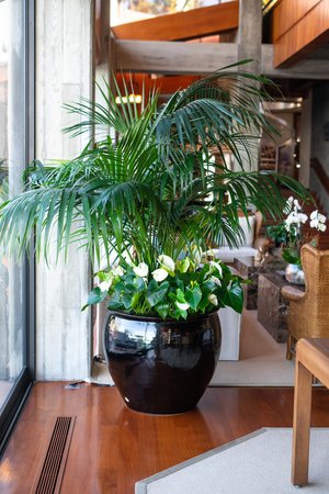 interior plant service santa ana Indoor Eden