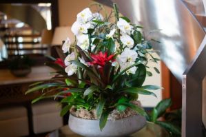 interior plant service santa ana Indoor Eden