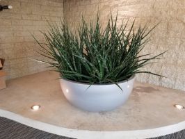 interior plant service santa ana Indoor Eden