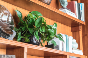 interior plant service santa ana Indoor Eden