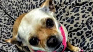 pet sitter santa ana Charlie's Bow Wow