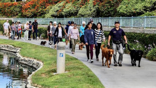 dog trainer santa ana Aiken Dog Training dba Benito’s House