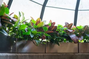 interior plant service santa ana Indoor Eden