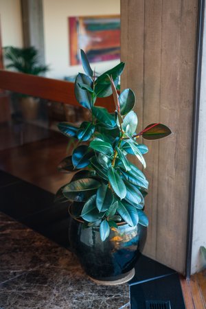 interior plant service santa ana Indoor Eden