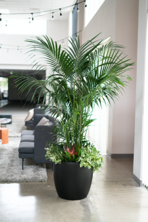 interior plant service santa ana Indoor Eden