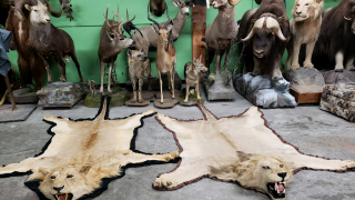 taxidermist simi valley Animal Art Taxidermy & Studio Rentals