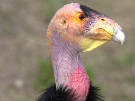 California Condor