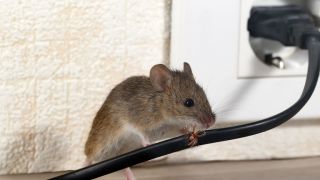 pest control service victorville Victorville Pest Control Solutions