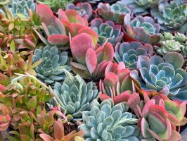 plant nursery visalia Sugar's Succulents