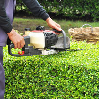 Vizcarra Lawn Services