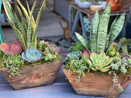 stainless steel plant visalia Sugar's Succulents